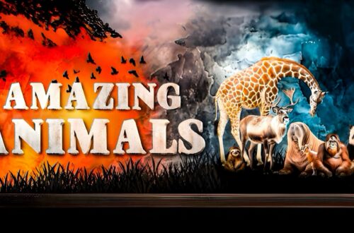 The Animal Guyz &#8211; Amazing Animals